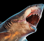 Bull Shark.png